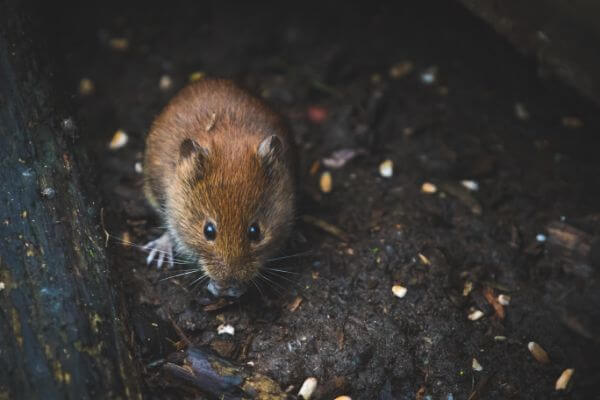 PEST CONTROL LETCHWORTH, Hertfordshire. Pests Our Team Eliminate - Mice.