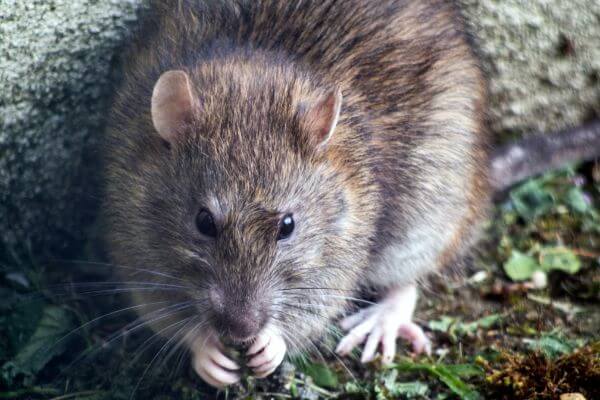 PEST CONTROL LETCHWORTH, Hertfordshire. Pests Our Team Eliminate - Rats.