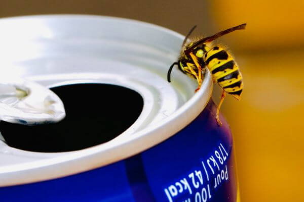 PEST CONTROL LETCHWORTH, Hertfordshire. Pests Our Team Eliminate - Wasps.